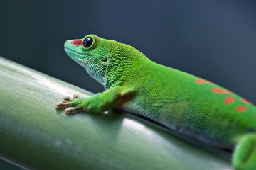 Green gecko