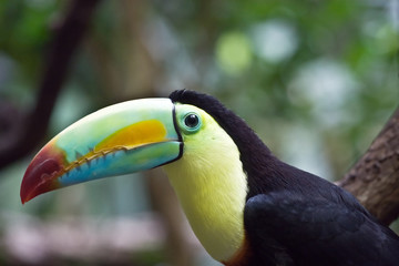 Colorful tucan