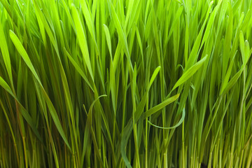 grass