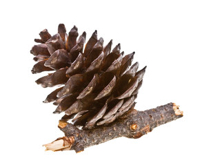 Pine strobile isolated on white