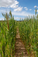 Wheat field