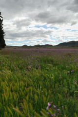 Fototapeta na wymiar Meadow with wildflowers