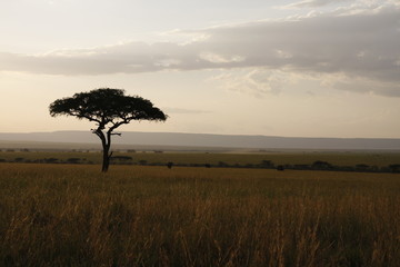 Naklejka na ściany i meble Tree on Horizon of Masi Mara