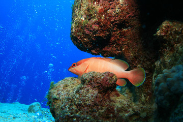 Blacktip Grouper (Epinephelus fasciatus)