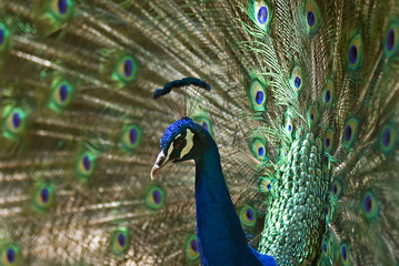 Obraz premium Peacock