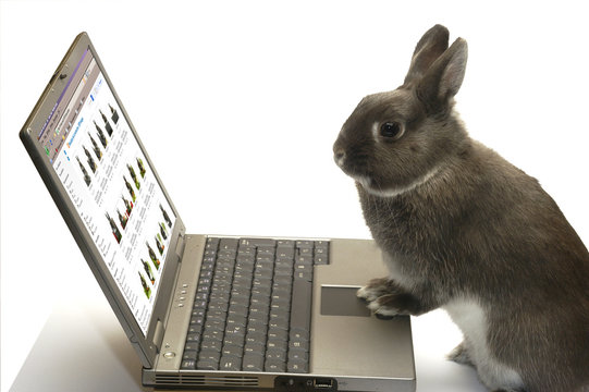 Lapin nain Webmaster