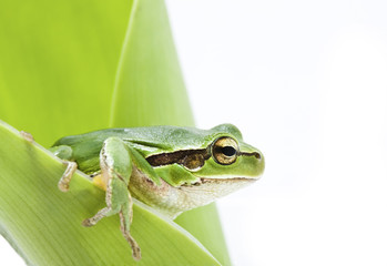 Tree frog