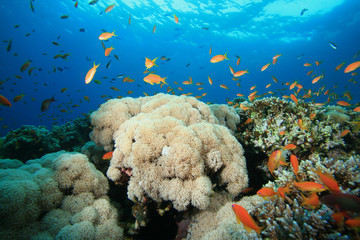 Tropical Fish and Coral Reef