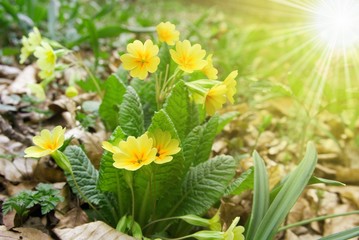spring flowers in a rays of sun