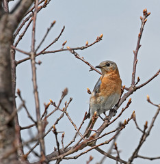 Eastern Bluebird