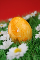 Yellow egg