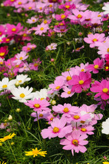 Pink cosmos field