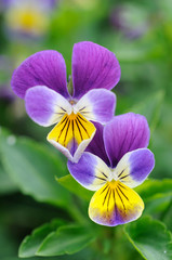 Purple-yellow pansies