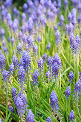 Obraz premium Background of grape hyacinth