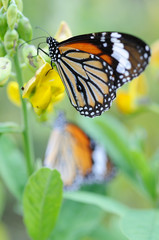 Monarch butterfly