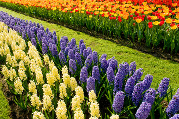 A row of hyacinth and tulips
