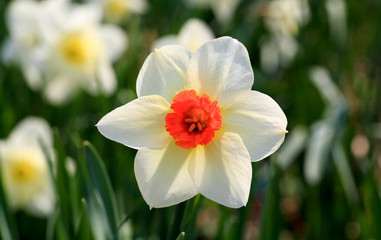 The daffodil blooming in spring