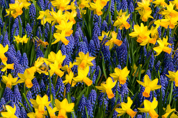 Jonquilles et jacinthe de raisin commune