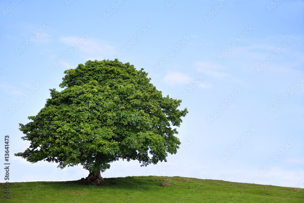 Wall mural Sycamore Tree in Summer