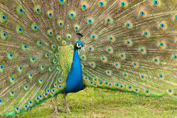 Obraz premium A beautiful peacock in the grass