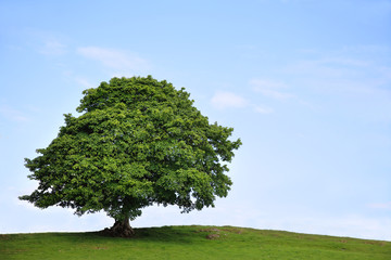 Naklejka premium Sycamore Tree in Summer