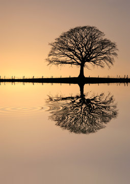 Winter Oak Tree At Sunset