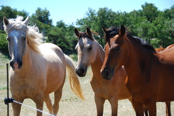 Fototapeta premium Chevaux