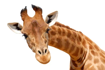Gordijnen Portretknipsel van een giraf © Christian Musat