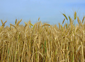 Wheat field