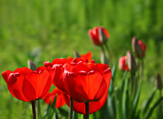 Red tulip in green