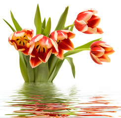 beautiful bunch of tulips