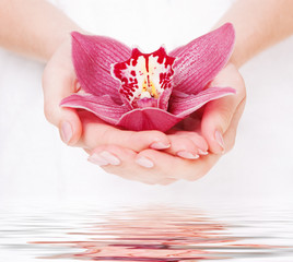 beautiful orchid in fem palms