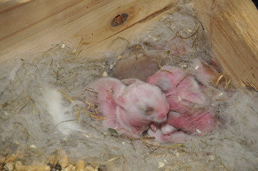 Kaninchen - Nest - Familie