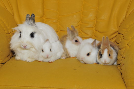 Kaninchen - Nest - Familie