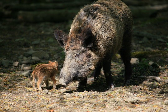wildschweine © www.tierfilmer.info