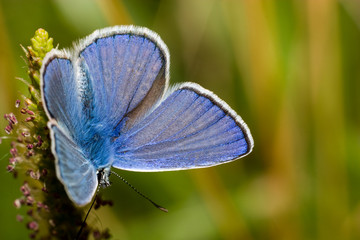 Polyommatus icarus, Common Blue