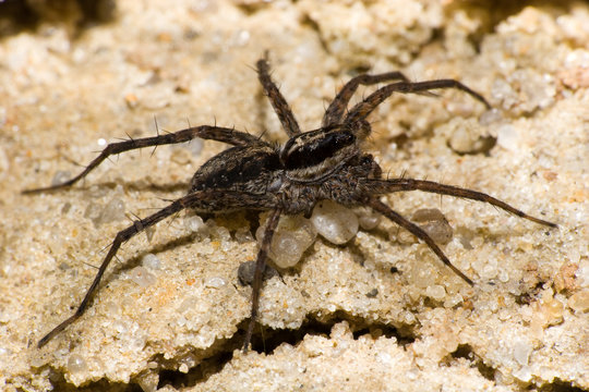 Spider Trochosa