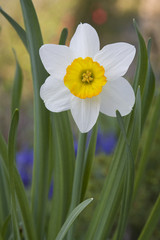 Osterglocke (gelbe Narzisse, Narcissus pseudonarcissus)