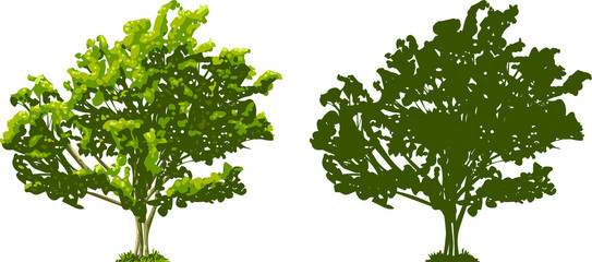 Obraz premium Tree and Silhouette