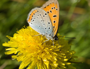 Obraz premium Lycaena virgaureae, Scarce copper