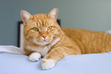 Orange tabby cat