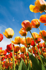 Obraz premium Tulpen