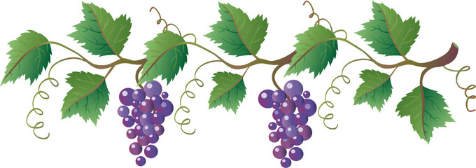 Grapevine with dark blue grapes - 13646234