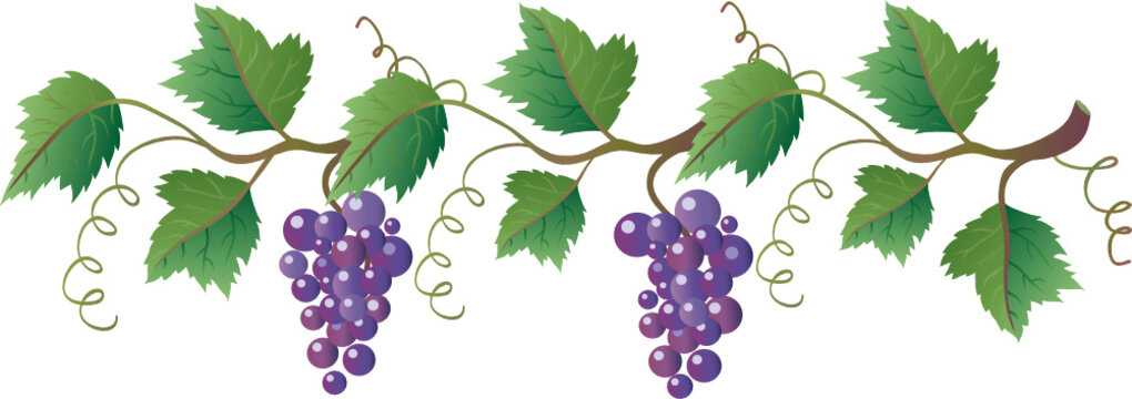Grapevine with dark blue grapes