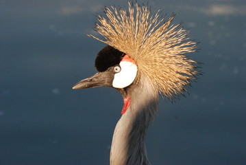 oiseau exotique