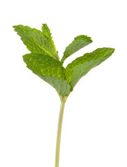 Sprig of Fresh Mint