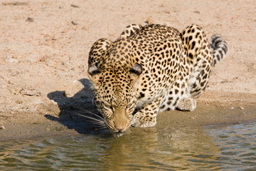 Leopard an Wasserstelle