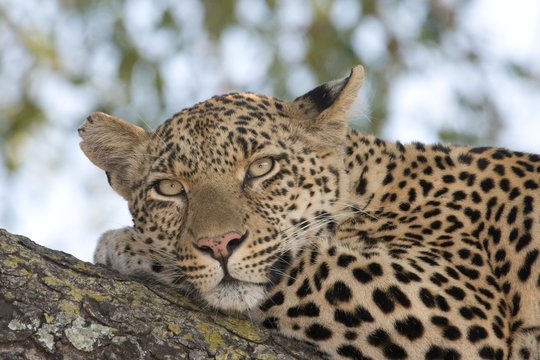 Leopard auf Baum