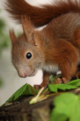Young squirrel sitting on a tree