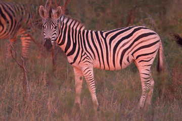 Zebra im Sonnenaufgang / Zebra at sunrise